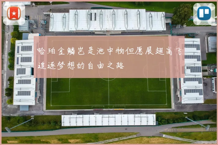 哈珀金鳞岂是池中物但愿展翅高飞追逐梦想的自由之路